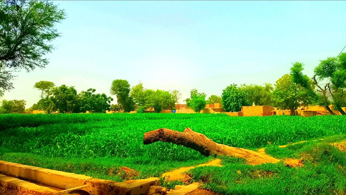 Arif Wala photo
